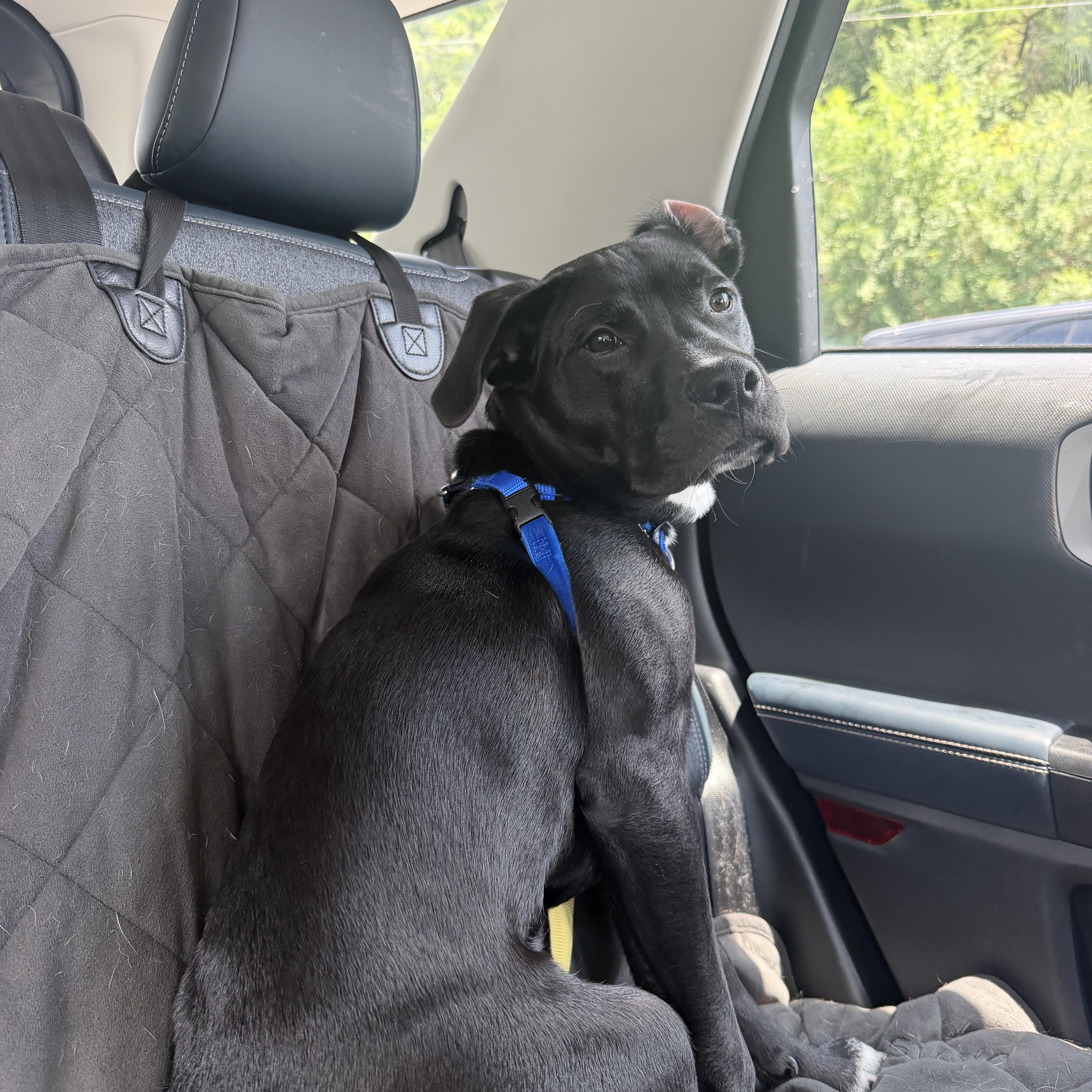 A young medium-sized male Black Labrador Retriever dog named Bingo for adoption in Birmingham, AL