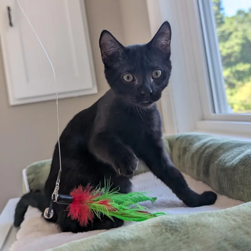 A baby small-sized male Domestic Short Hair cat named Old Fashioned for adoption in Richmond, VA