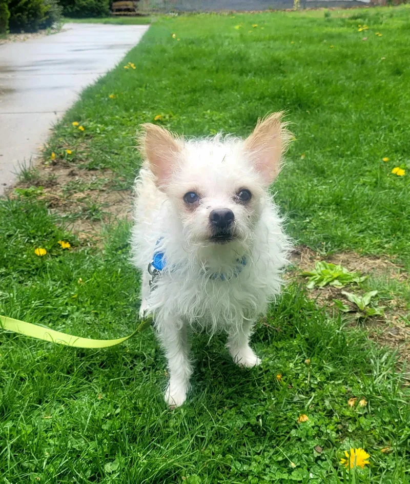 An adult small-sized male Maltese dog named Sam Brady Bunch for adoption in Terryville, CT