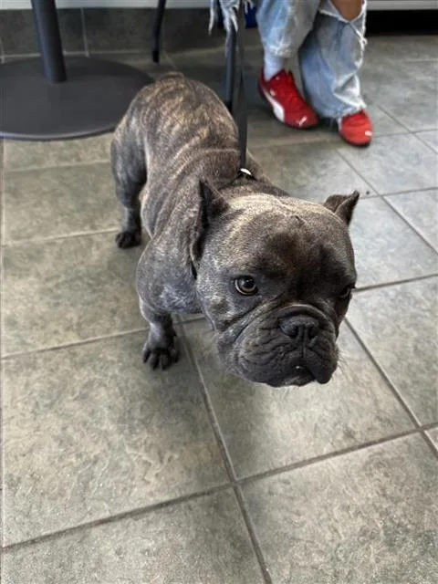 A young medium-sized female French Bulldog dog named Madame for adoption in San Antonio, TX