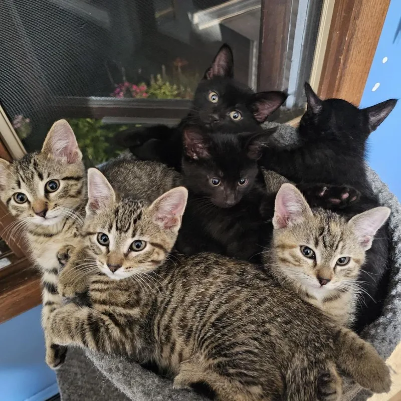 A baby small-sized female Brown / Chocolate Domestic Short Hair cat named Tawny C for adoption in Princeton, MN