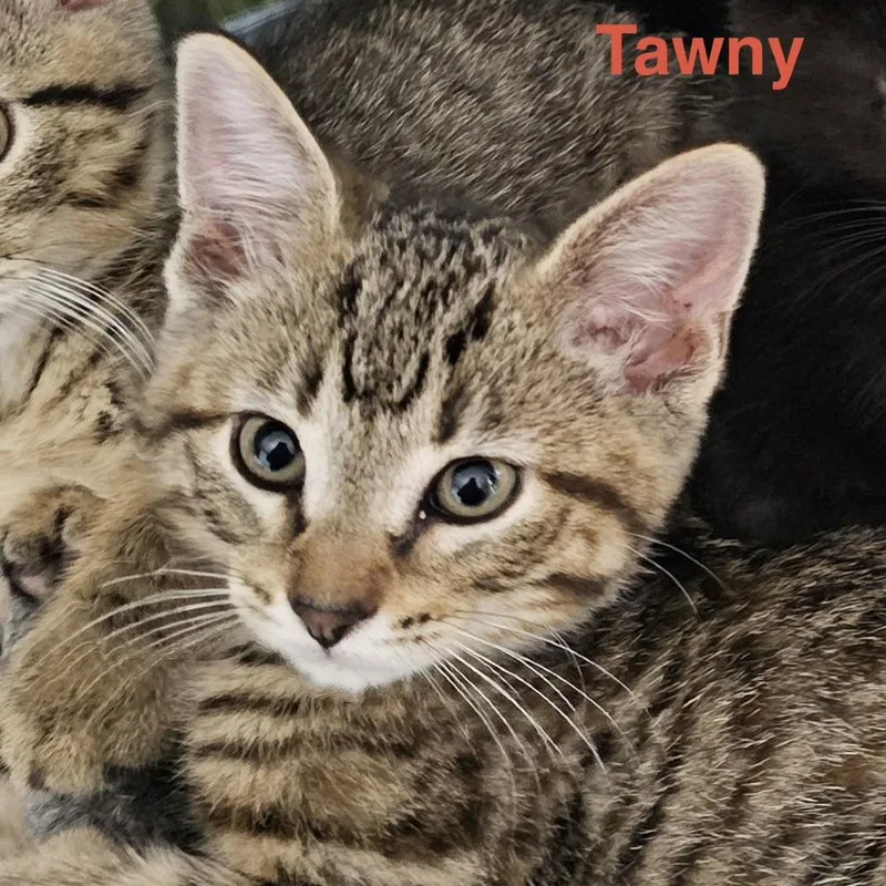 Tawny C thumbnail 2