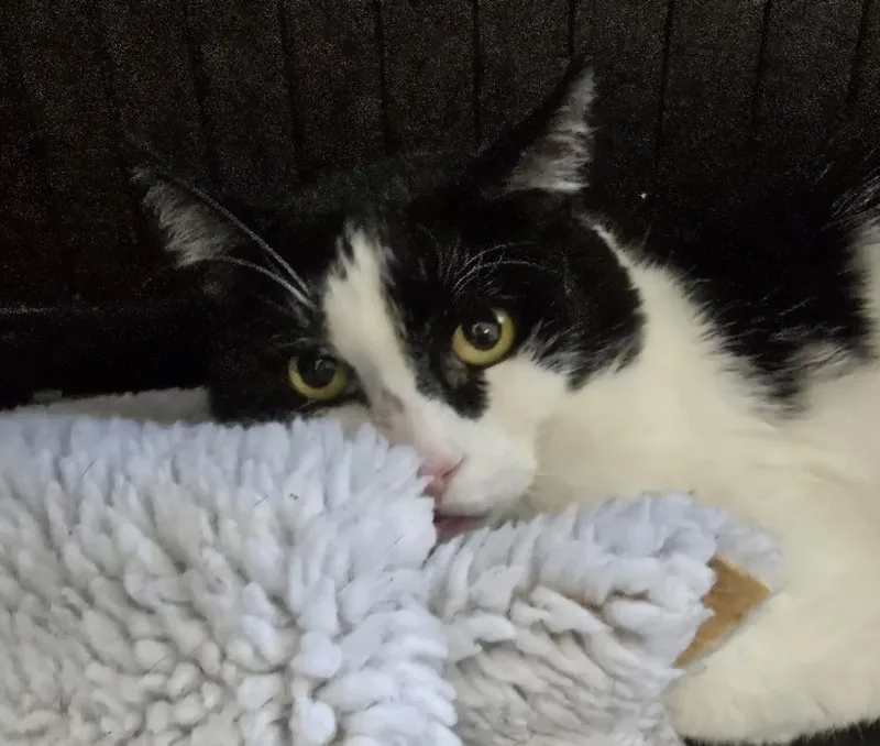An adult medium-sized male Black & White / Tuxedo Domestic Short Hair cat named Maxwell for adoption in Southbury, CT