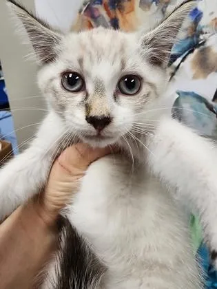 A baby small-sized female Siamese cat named Azure $ @ Petsmart for adoption in Seneca, SC