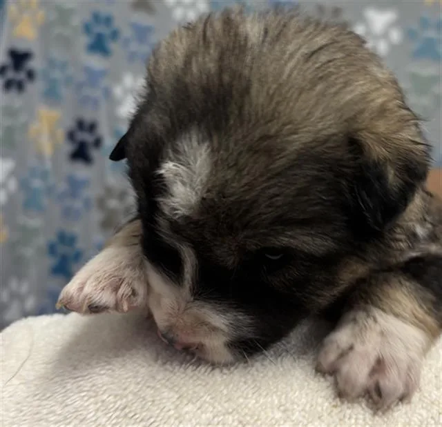 A baby small-sized male German Shepherd Dog dog named Everest for adoption in Rosenberg, TX