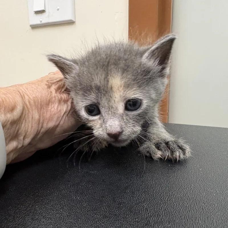 A baby small-sized female Tortoiseshell Domestic Short Hair cat named Butterfingers for adoption in Upland, CA