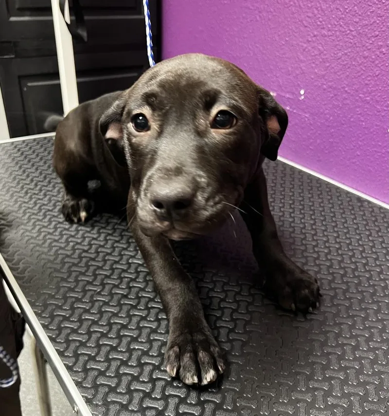 A baby medium-sized female Tricolor (Brown, Black, & White) Pit Bull Terrier dog named Ruth for adoption in Jamestown, CA