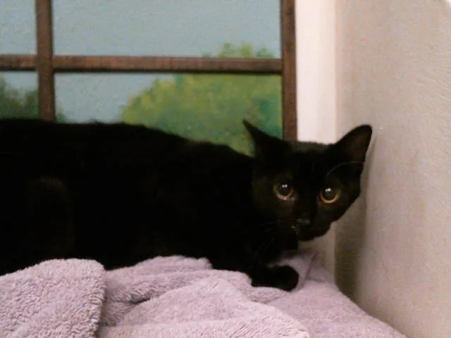 A young medium-sized male Domestic Short Hair cat named Joey for adoption in Houston, TX