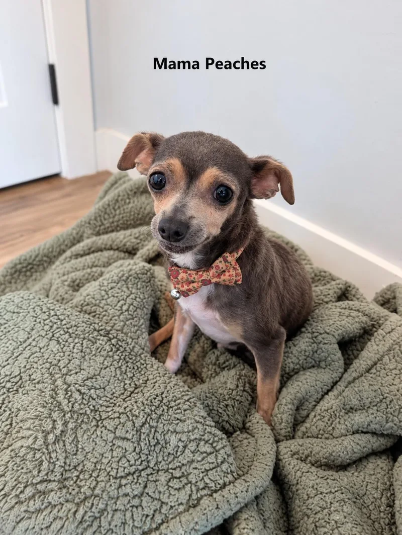 An adult small-sized female Merle (Red) Chihuahua dog named Peaches for adoption in Poway, CA