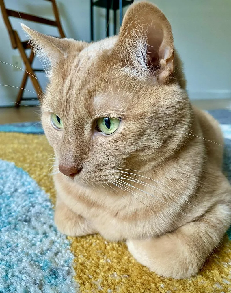An adult medium-sized male Domestic Short Hair cat named BEAR Courtesy Listing for adoption in Prescott, AZ