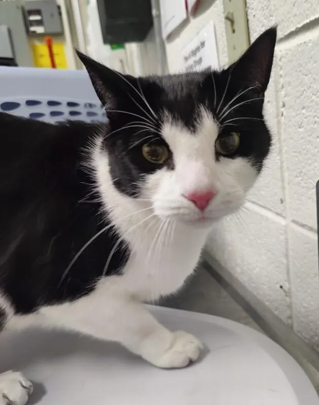 An adult medium-sized male Black Tuxedo cat named Boo for adoption in Fruit Heights, UT