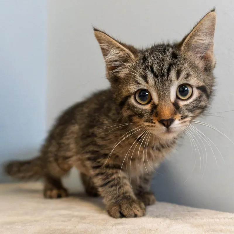 A baby small-sized female Brown / Chocolate Domestic Short Hair cat named Avery for adoption in South Elgin, IL