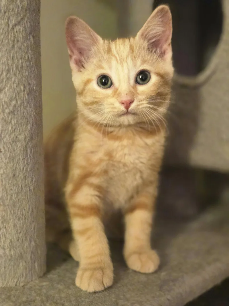 A baby medium-sized female Orange / Red Domestic Short Hair cat named Jazel for adoption in Walled Lake, MI