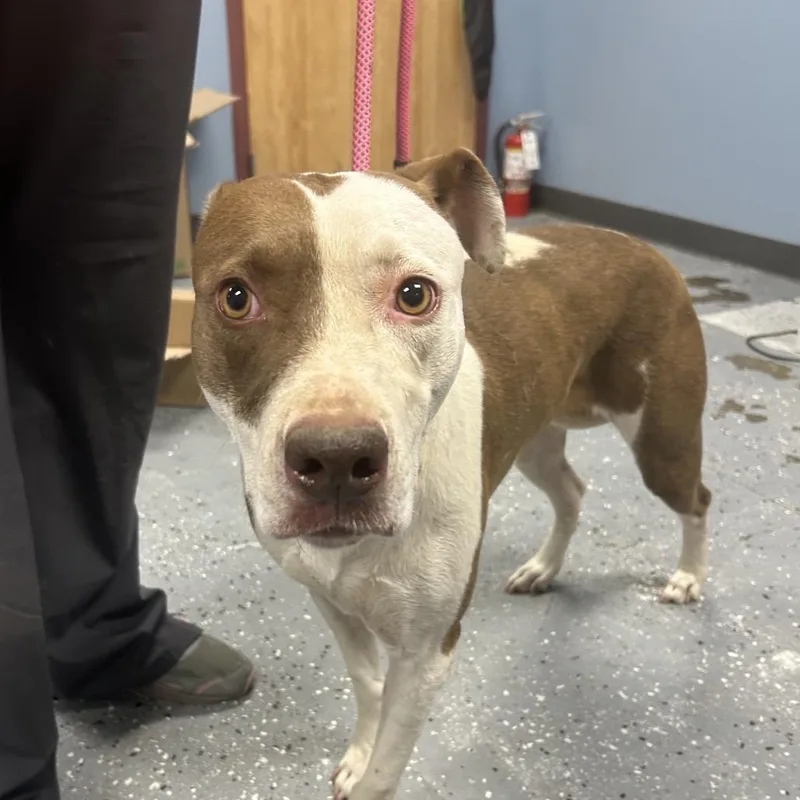 An adult medium-sized female White / Cream Pit Bull Terrier dog named Athena for adoption in St Joseph, MO