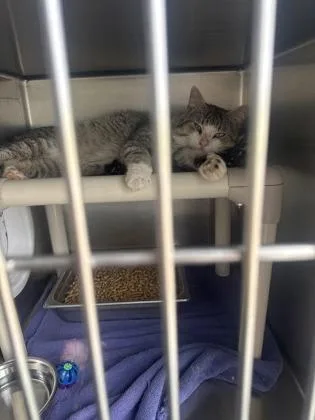 An adult large-sized male Domestic Short Hair cat named Brownie for adoption in Mount Pleasant, IA
