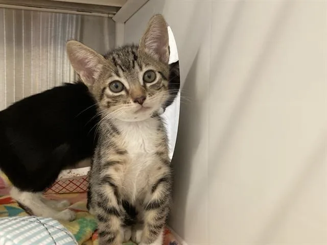 A baby small-sized male Domestic Short Hair cat named Rolo for adoption in Tustin, CA