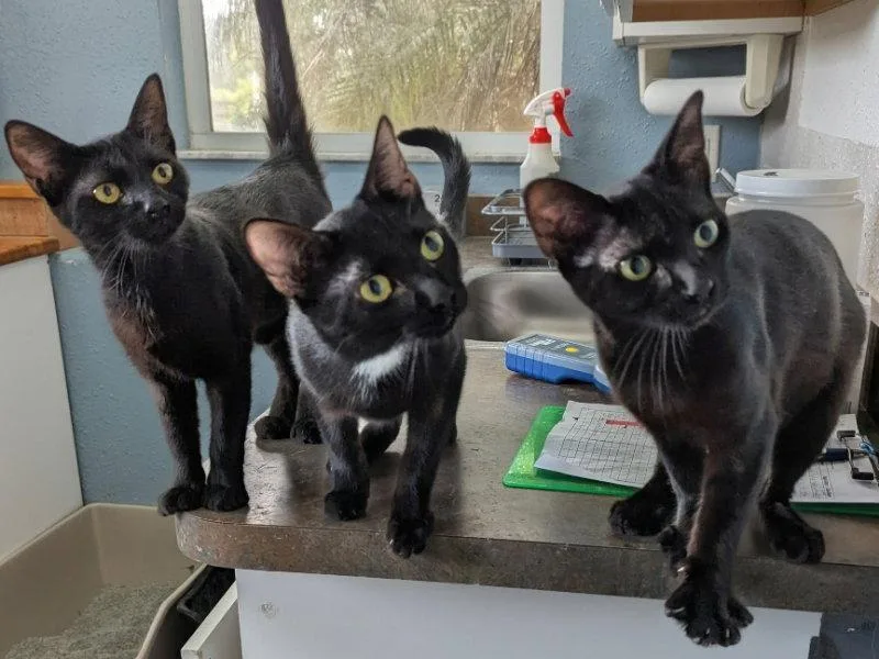 A young medium-sized male Domestic Short Hair cat named Echo for adoption in Ocala, FL