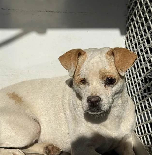 An adult small-sized female Chihuahua dog named Jamie for adoption in Bakersfield, CA