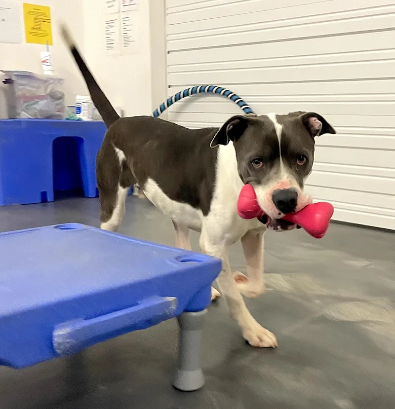 Huckleberry thumbnail 5