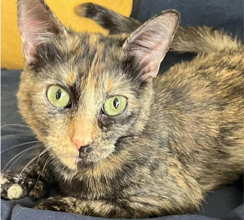 An adult medium-sized female Domestic Short Hair cat named Phoenix for adoption in Hudson, NH