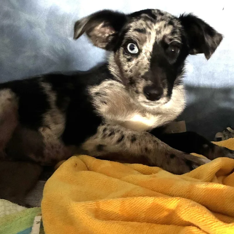 Tantalum thumbnail 2