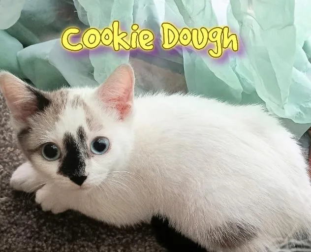 Cookie Dough
