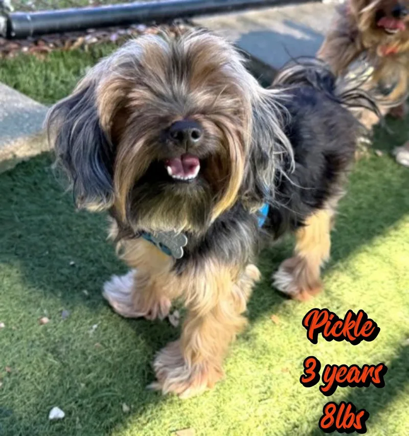 An adult small-sized male Yorkshire Terrier dog named Pickle for adoption in Holbrook, NY