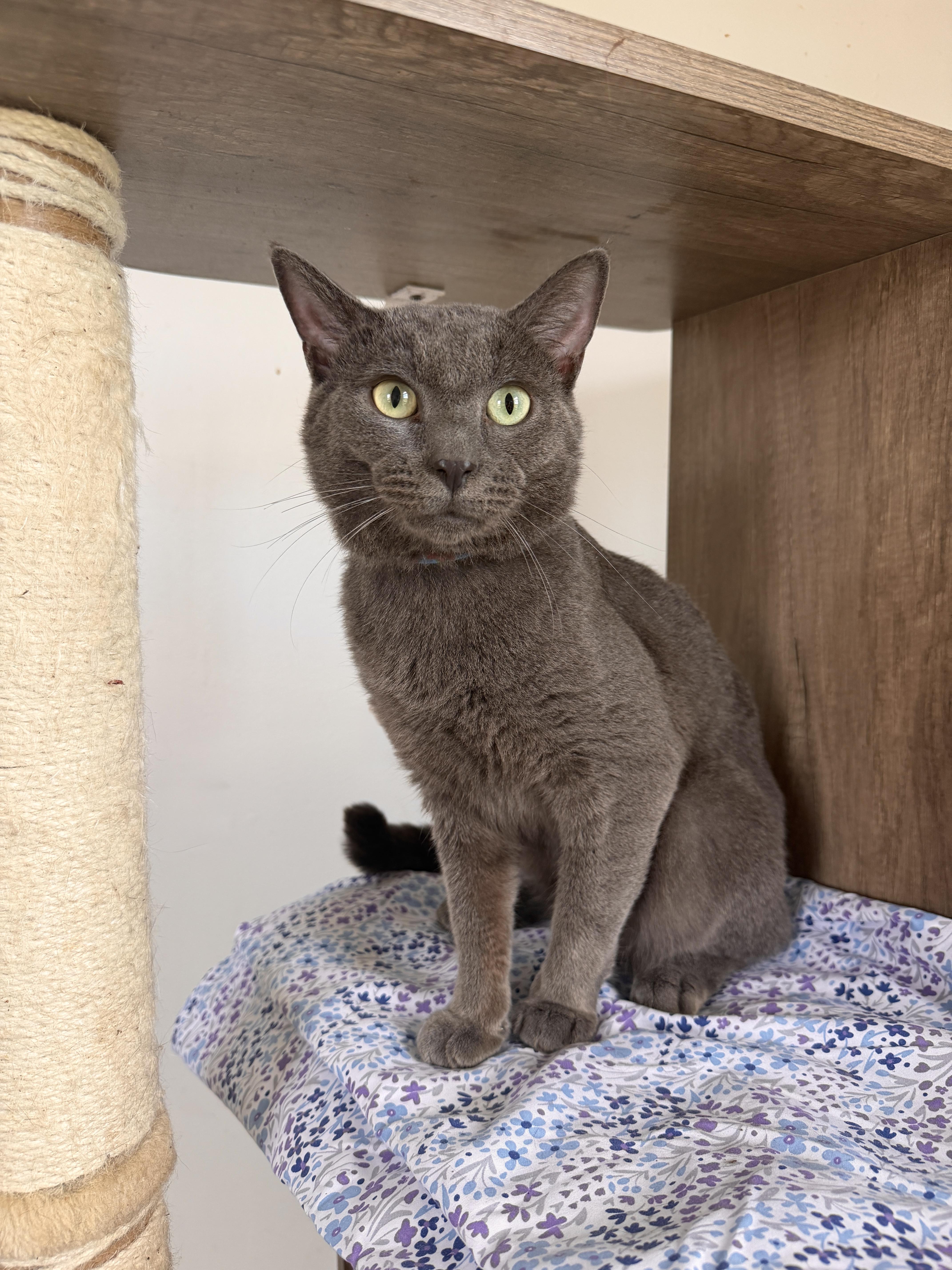 A young medium-sized male Gray / Blue / Silver Domestic Short Hair cat named Bluey for adoption in New York, NY