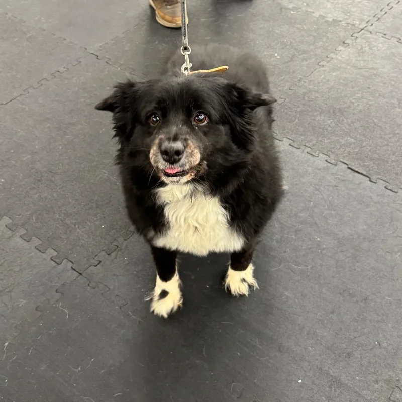 A senior medium-sized female Black Border Collie dog named Callie for adoption in North Bend, OR
