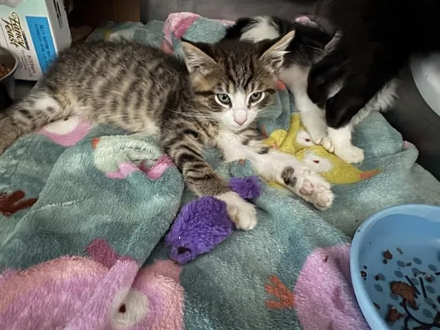 A baby small-sized male Domestic Medium Hair cat named Shrimp for adoption in Antioch, CA