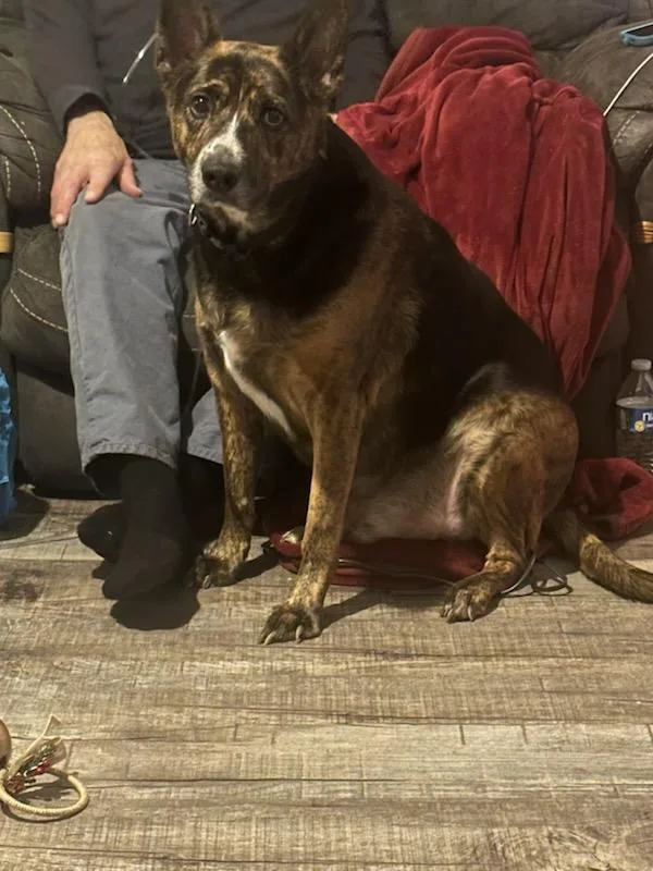 An adult large-sized male Brown / Chocolate Mixed Breed dog named Willie Joe for adoption in Talbott, TN