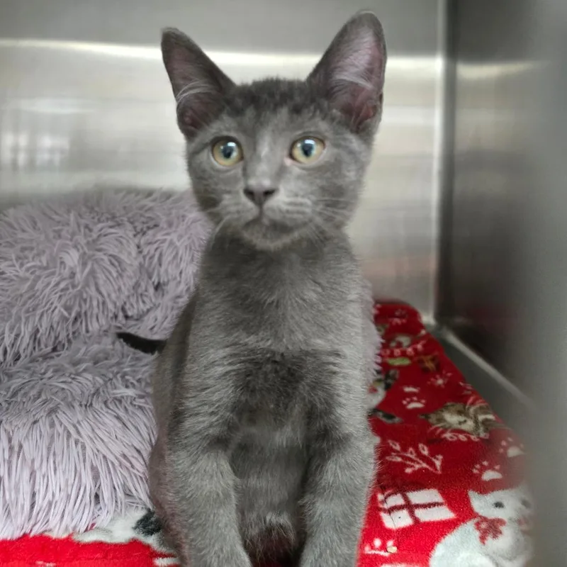 A baby small-sized male Gray / Blue / Silver Domestic Short Hair cat named B Grogu Roswell for adoption in Denver, CO