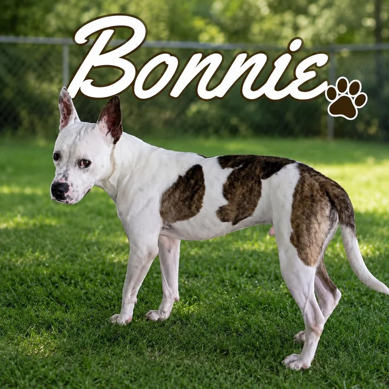 Bonnie thumbnail 5