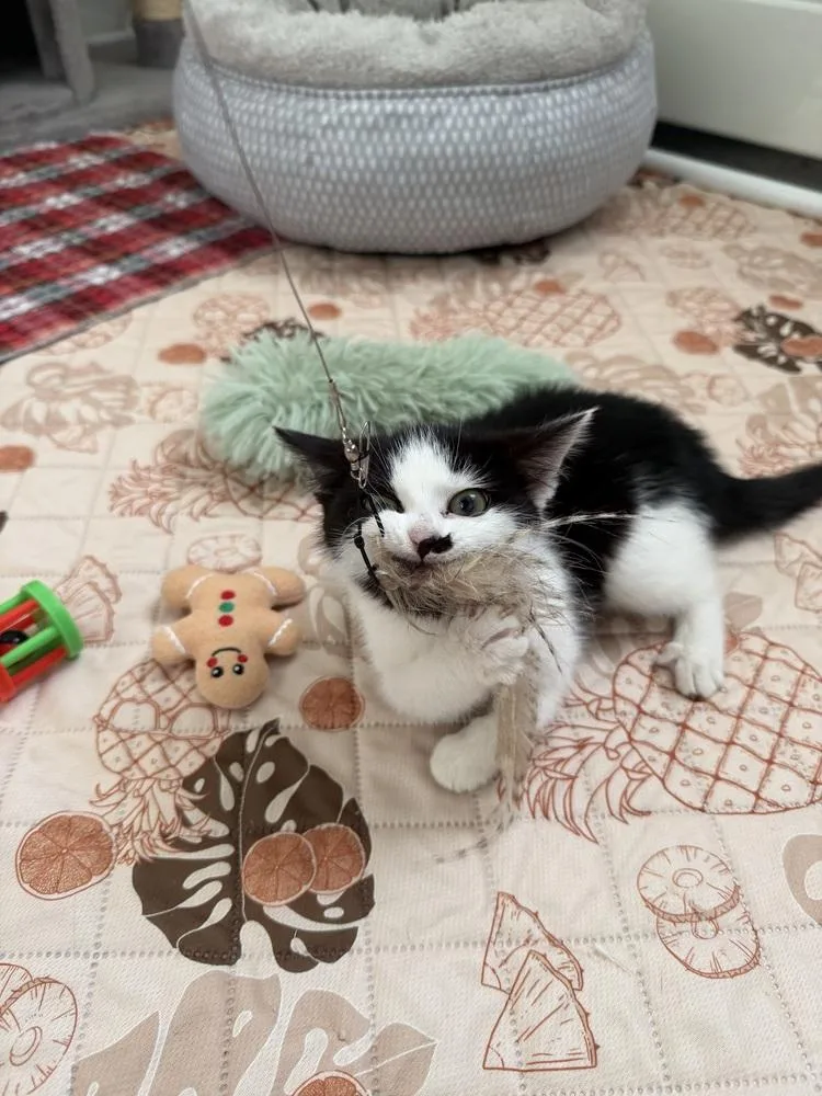 A young small-sized female Domestic Short Hair cat named Pocky for adoption in New York, NY