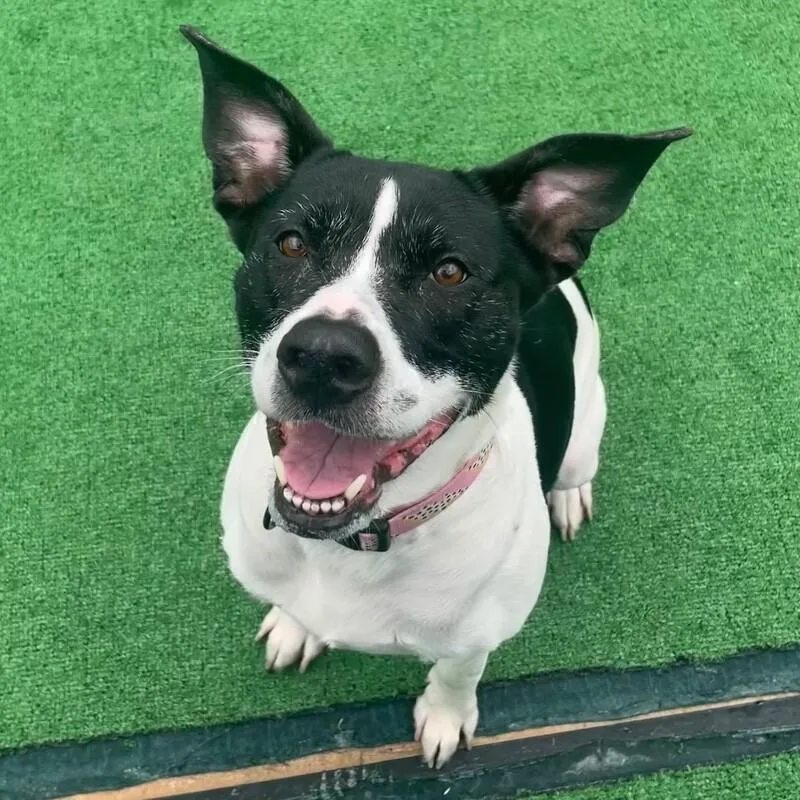 Nala
