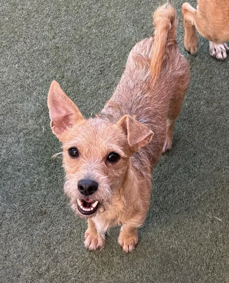 A young small-sized male Chihuahua dog named Tommy for adoption in Manhattan, NY