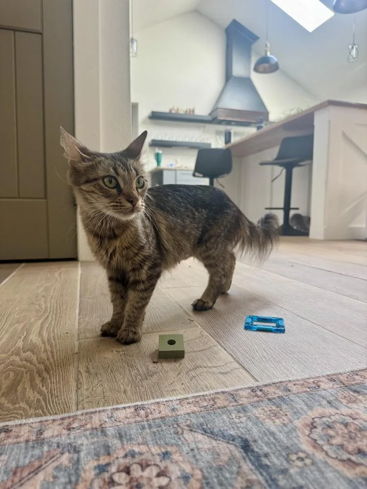A young medium-sized female Domestic Long Hair cat named Miss Kensington for adoption in Dallas, TX