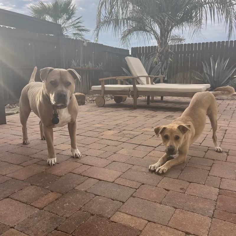 A young medium-sized female Yellow / Tan / Blond / Fawn Black Mouth Cur dog named Shirley for adoption in Spring, TX