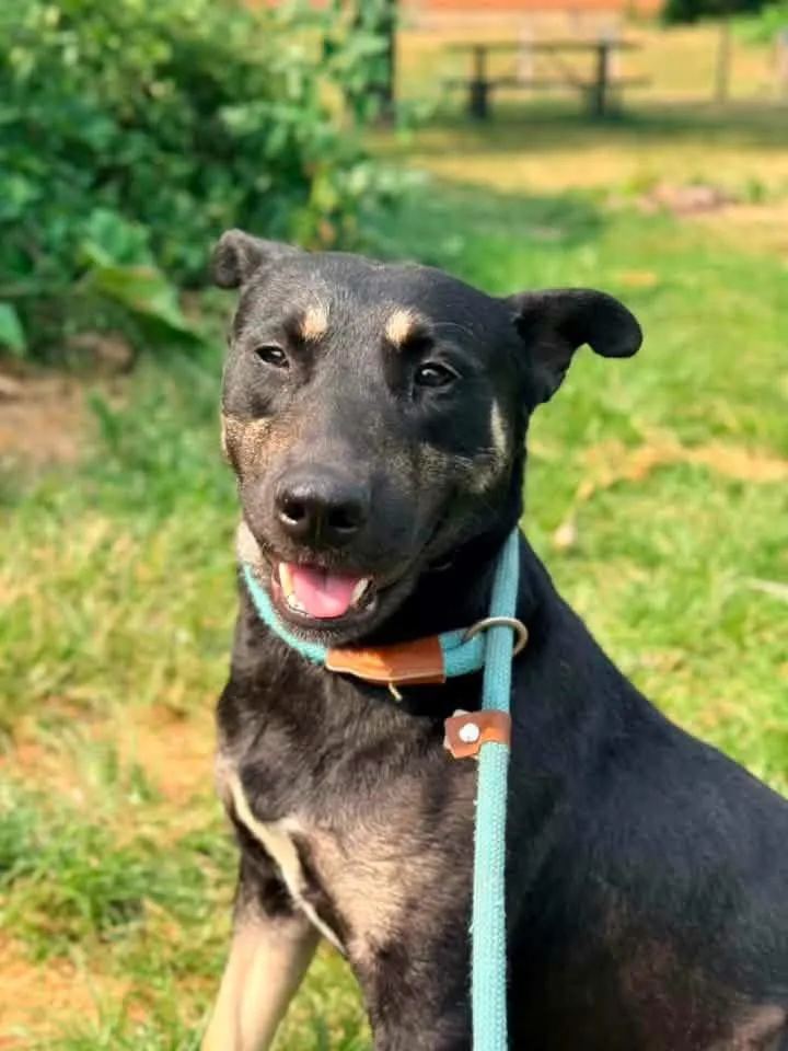 An adult medium-sized male Black German Shepherd Dog dog named Charlemagne for adoption in Chicago, IL