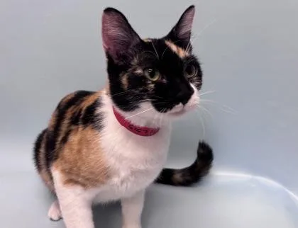 An adult small-sized female Domestic Short Hair cat named Casey for adoption in Woodbury, MN