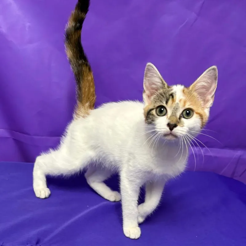 A baby small-sized female Domestic Short Hair cat named Nola for adoption in North Myrtle Beach, SC