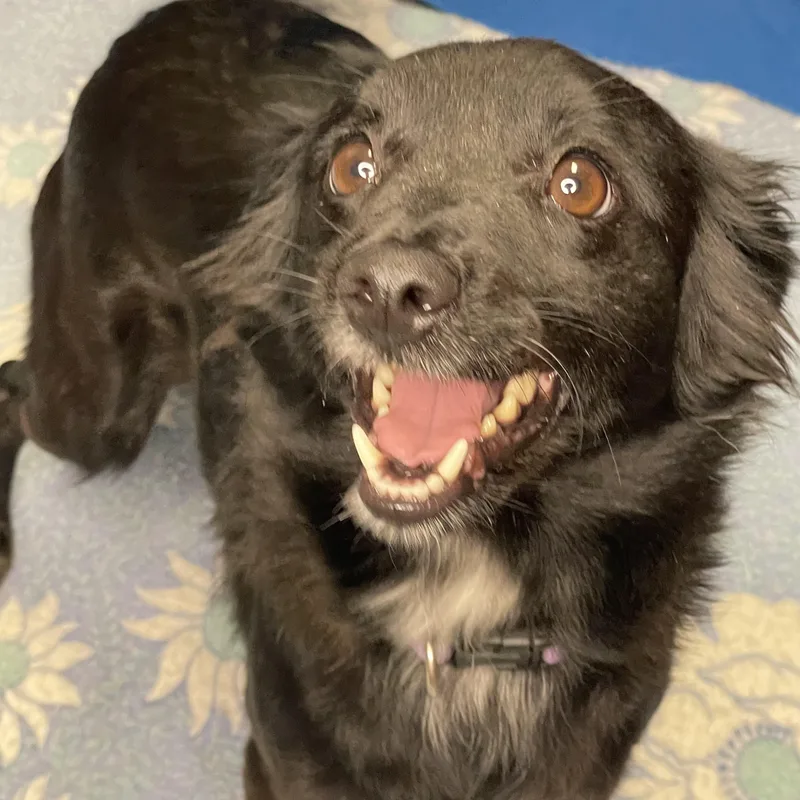 A young small-sized female Black Terrier dog named Chloe for adoption in Lacon, IL