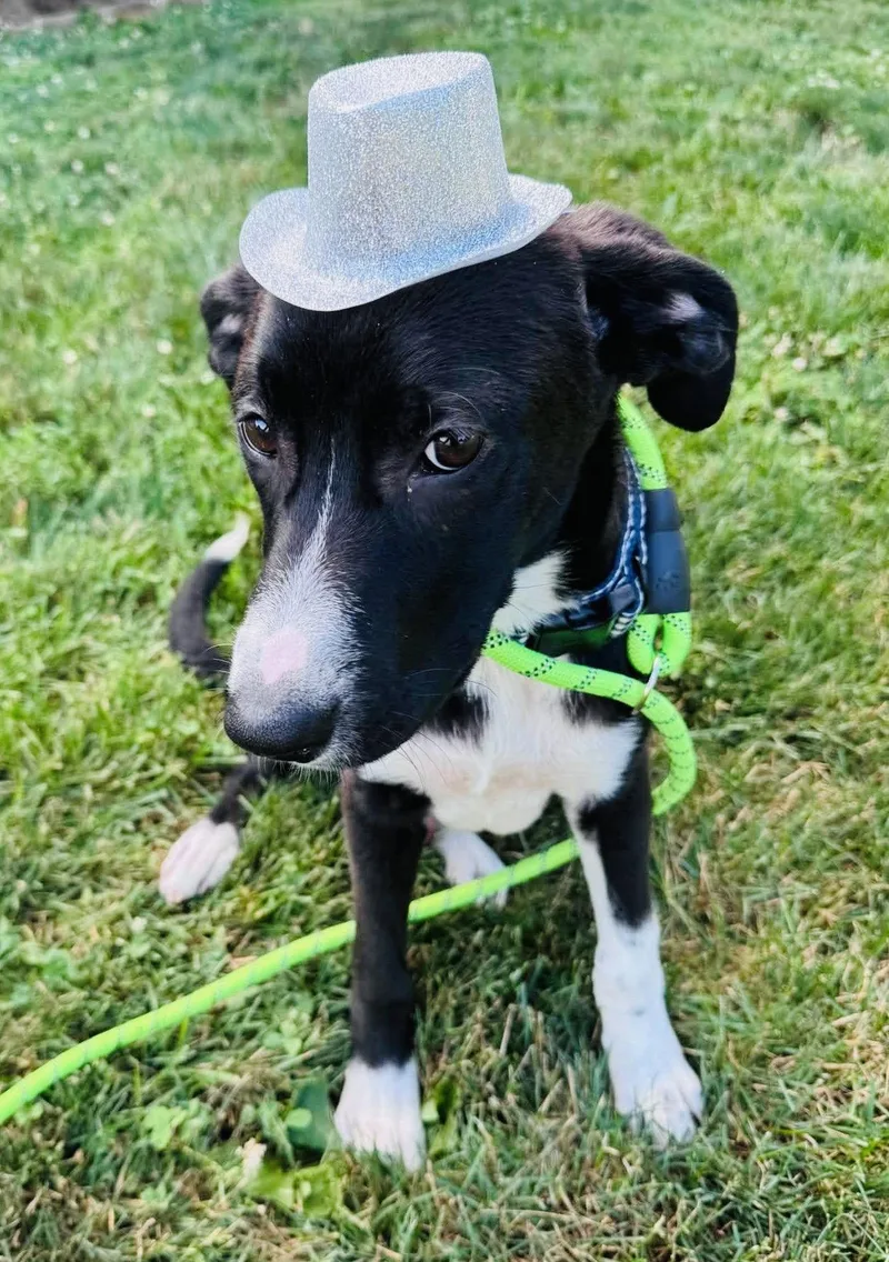 A baby medium-sized male Labrador Retriever dog named Bergie for adoption in Germantown, OH