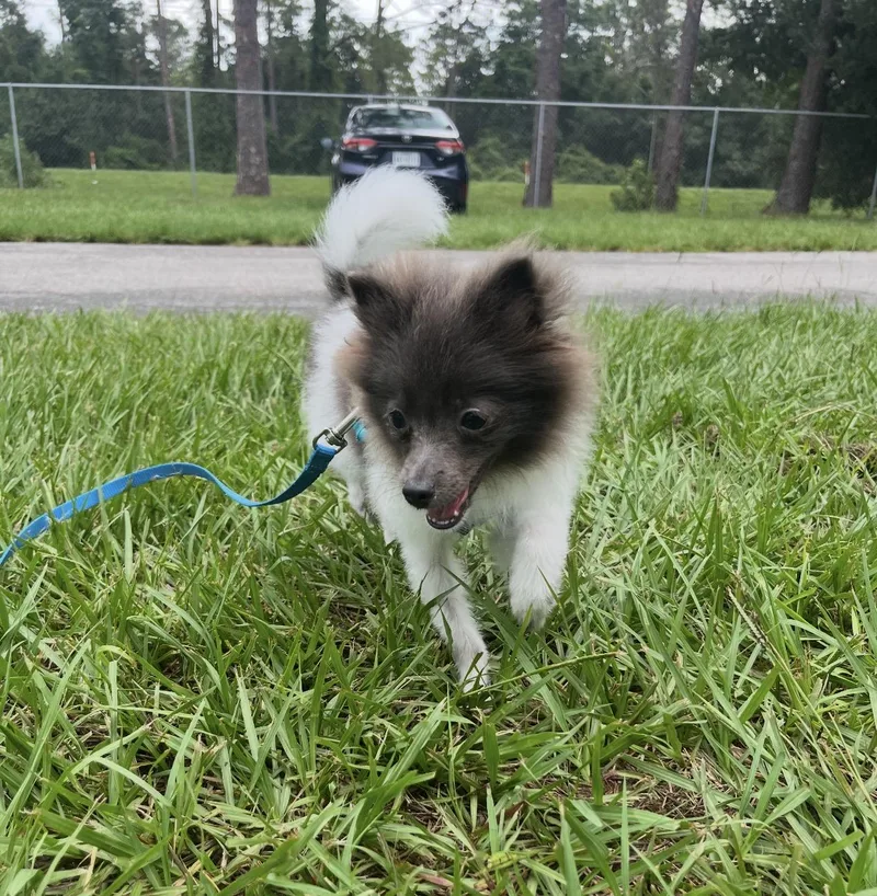 Oliver