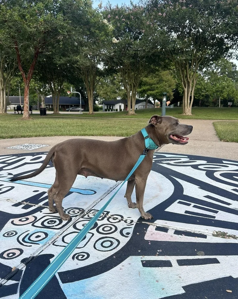 An adult medium-sized female American Staffordshire Terrier dog named Princess for adoption in South Houston, TX