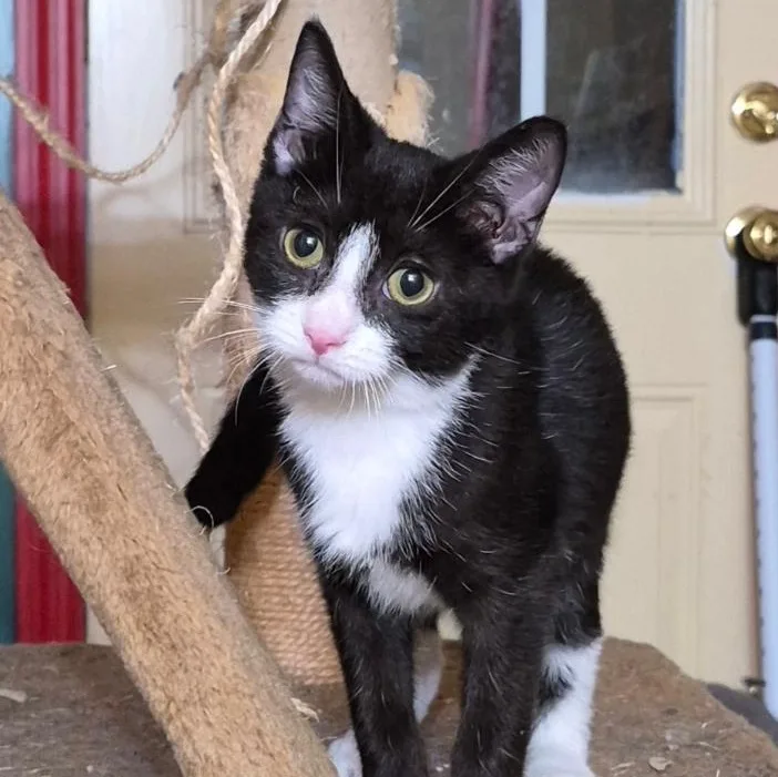 A young medium-sized female Black & White / Tuxedo Domestic Short Hair cat named Nancy for adoption in Stuart, VA