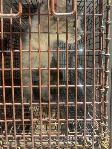 A young medium-sized female Domestic Short Hair cat named A for adoption in Houston, TX