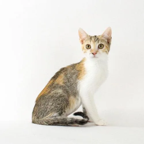 A baby medium-sized female Domestic Short Hair cat named Pecan Sandie for adoption in Florence, AZ