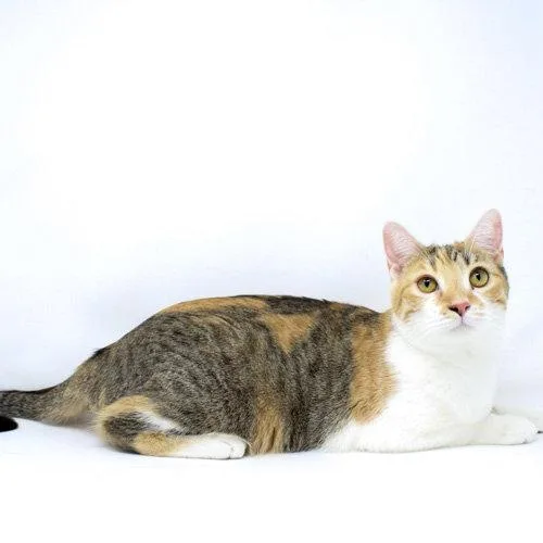 Pecan Sandie thumbnail 2
