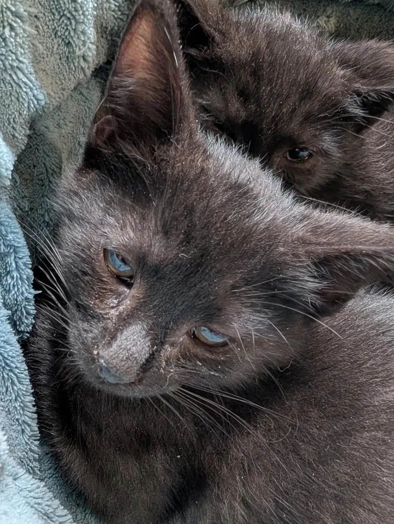 Nico